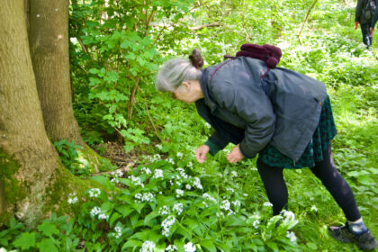 Wild Garlic in woods near Sheldwich - Gerry Atkinson