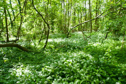 Wild Garlic in woods near Sheldwich - Gerry Atkinson